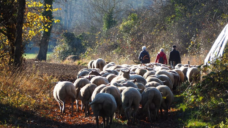 Une journée d'automne dans les Vosges