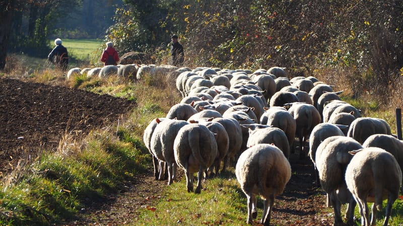 Une journée d'automne dans les Vosges