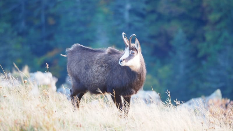 Le chamois des Vosges