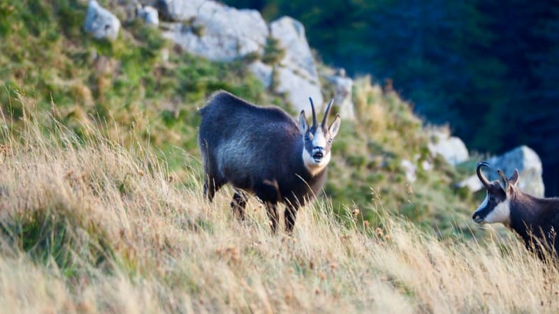 Au coeur de la ligne bleue des Vosges