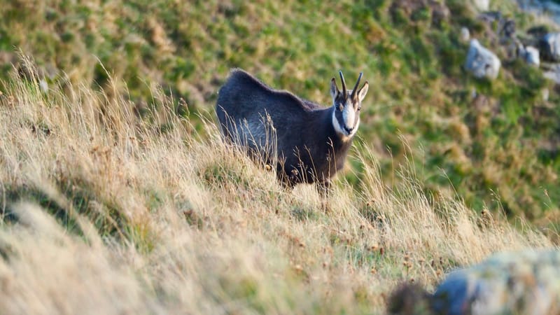 Au coeur de la ligne bleue des Vosges