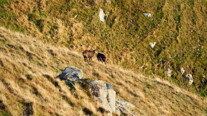 Au coeur de la ligne bleue des Vosges