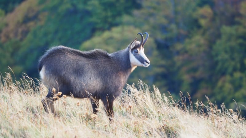 Au coeur de la ligne bleue des Vosges