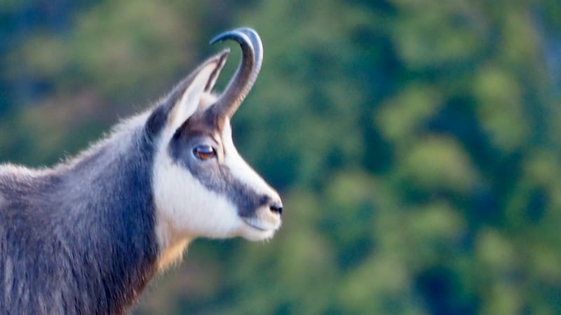 Au coeur de la ligne bleue des Vosges