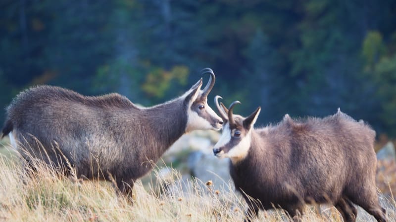Au coeur de la ligne bleue des Vosges