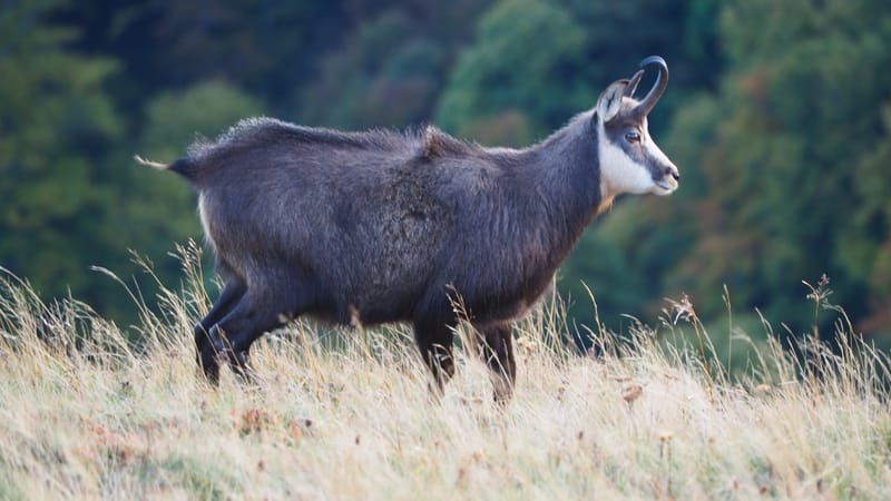 Au coeur de la ligne bleue des Vosges