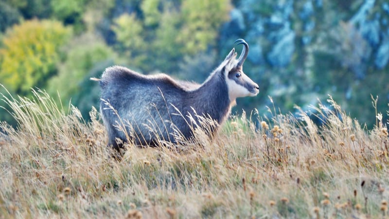 Au coeur de la ligne bleue des Vosges