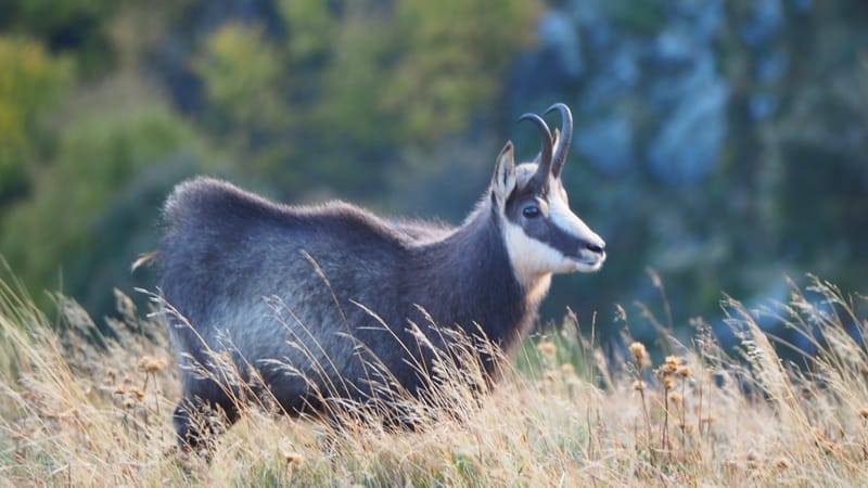 Au coeur de la ligne bleue des Vosges