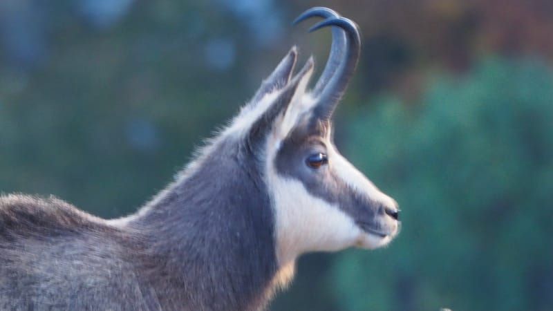 Au coeur de la ligne bleue des Vosges