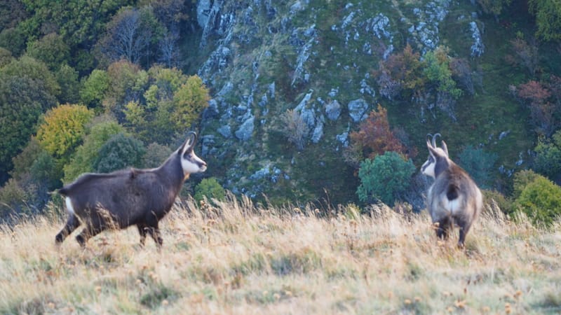Au coeur de la ligne bleue des Vosges
