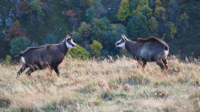 Au coeur de la ligne bleue des Vosges