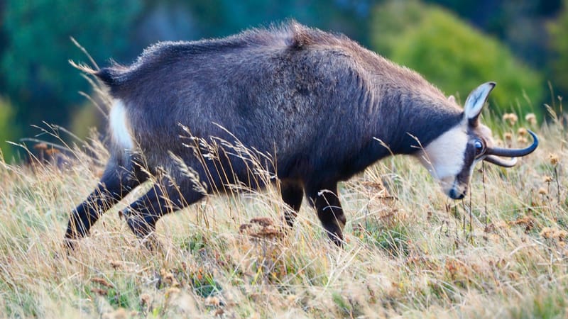Au coeur de la ligne bleue des Vosges