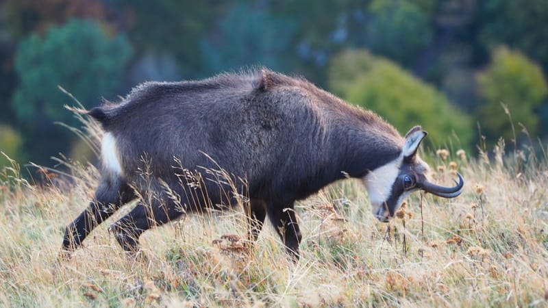 Au coeur de la ligne bleue des Vosges