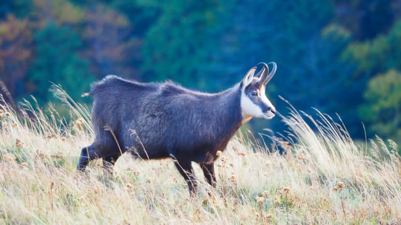 Au coeur de la ligne bleue des Vosges