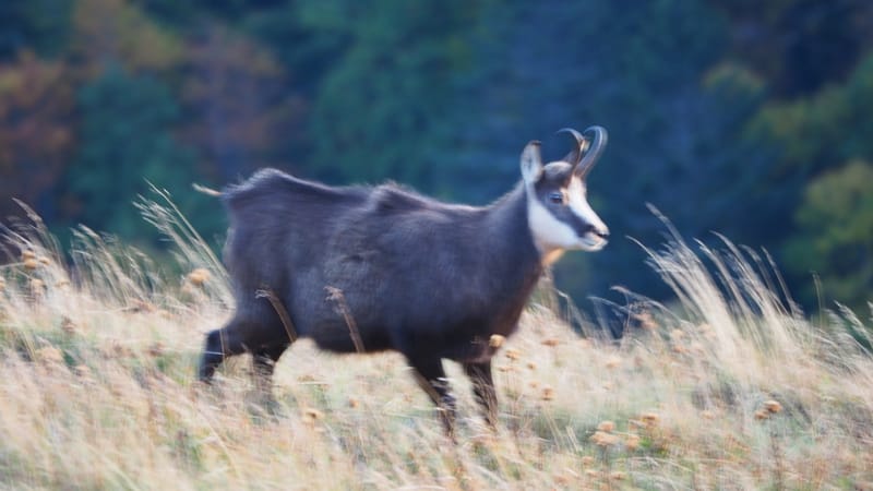 Au coeur de la ligne bleue des Vosges