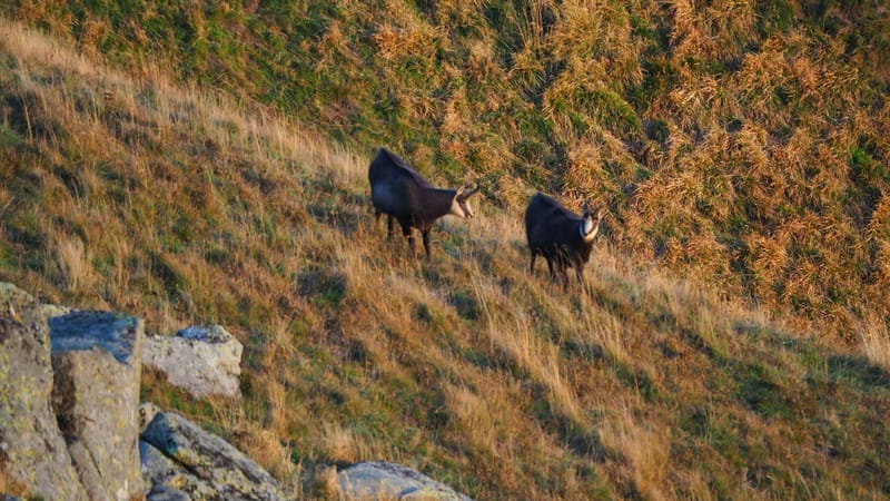 Au coeur de la ligne bleue des Vosges