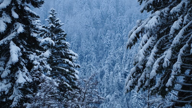 Fin novembre, premières neiges dans les Vosges