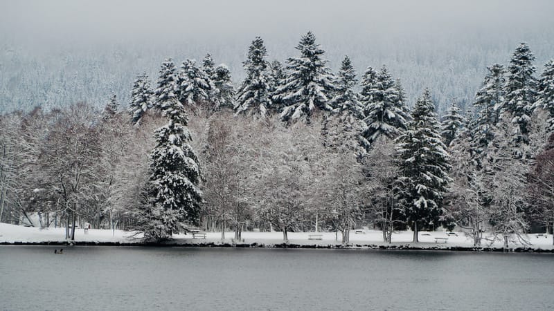 Fin novembre, premières neiges dans les Vosges