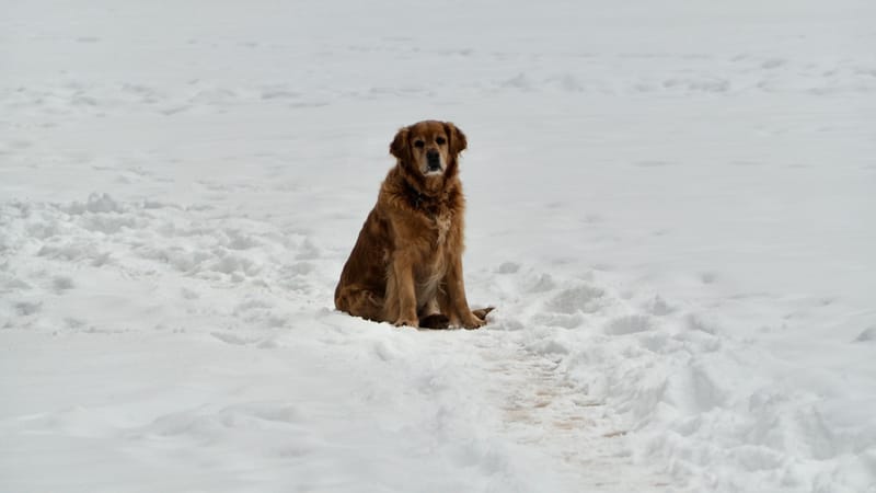 Fin novembre, premières neiges dans les Vosges