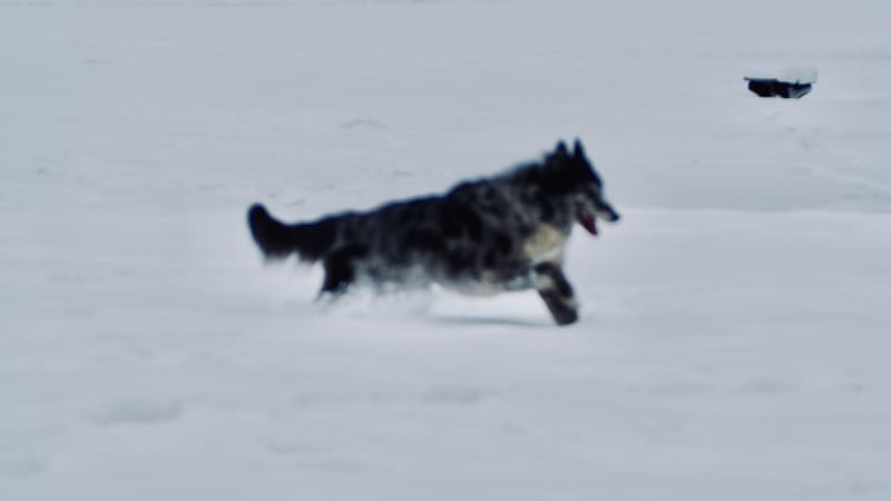 Fin novembre, premières neiges dans les Vosges
