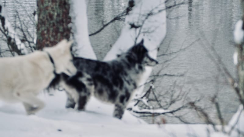 Fin novembre, premières neiges dans les Vosges