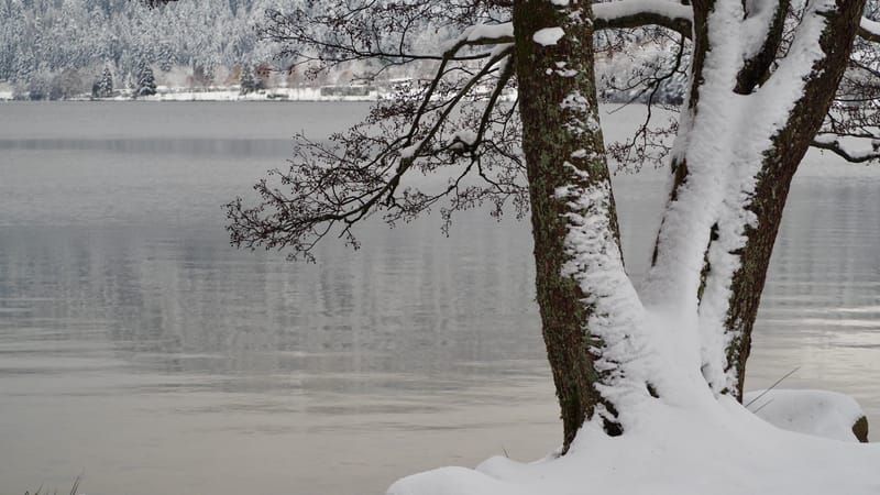 Fin novembre, premières neiges dans les Vosges