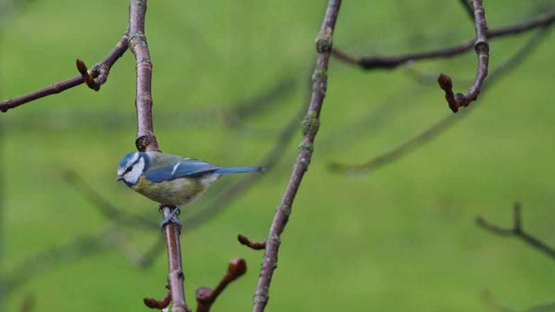 Nos gais bohémiens du vent !