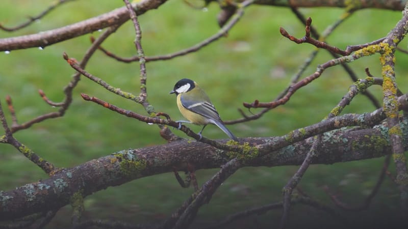 Nos gais bohémiens du vent !