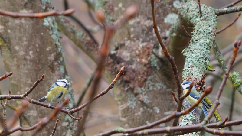 Nos gais bohémiens du vent !