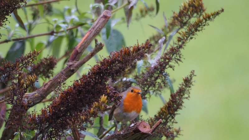 Nos gais bohémiens du vent !