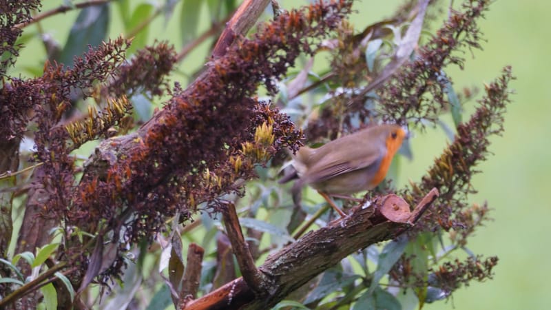 Nos gais bohémiens du vent !