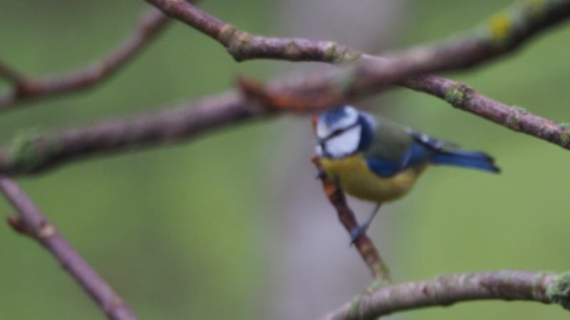 Nos gais bohémiens du vent !