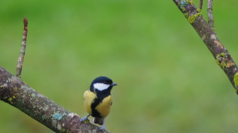 Nos gais bohémiens du vent !