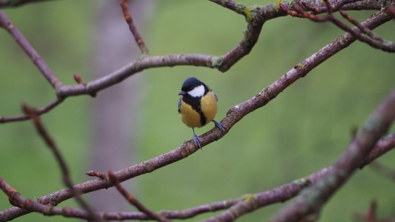 Nos gais bohémiens du vent !