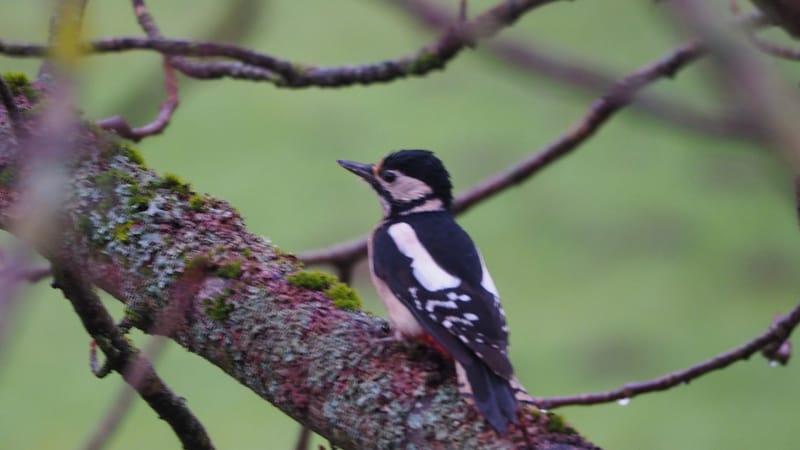Nos gais bohémiens du vent !