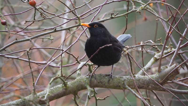 Nos gais bohémiens du vent !