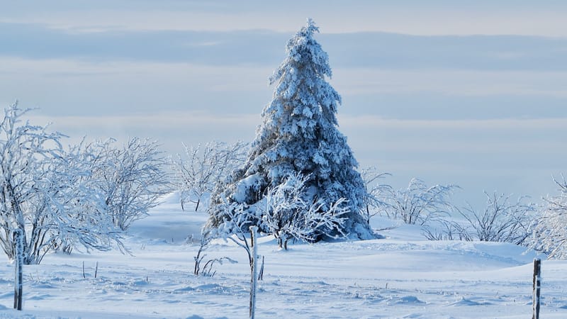 Paradis blanc dans les Vosges