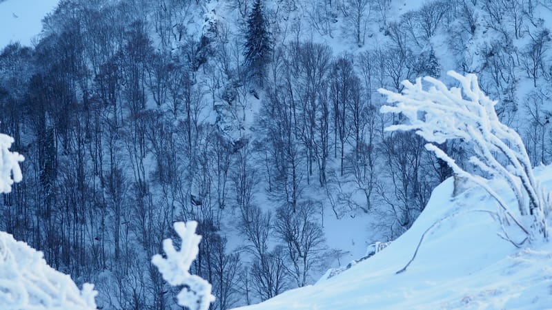 Paradis blanc dans les Vosges