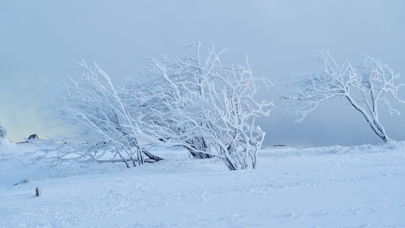 Paradis blanc dans les Vosges