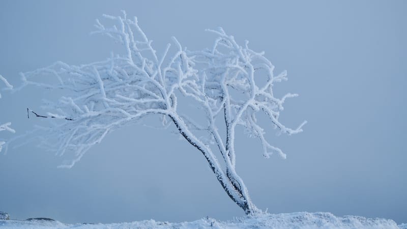 Paradis blanc dans les Vosges