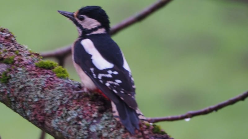 Les oiseaux de mon jardin