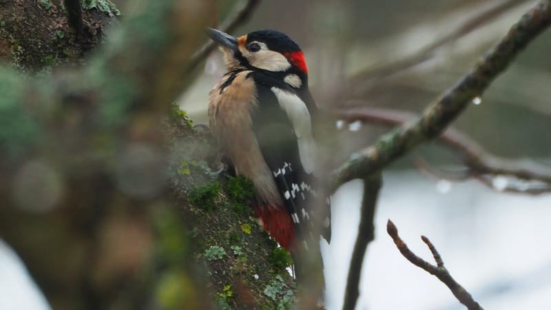 Les oiseaux de mon jardin