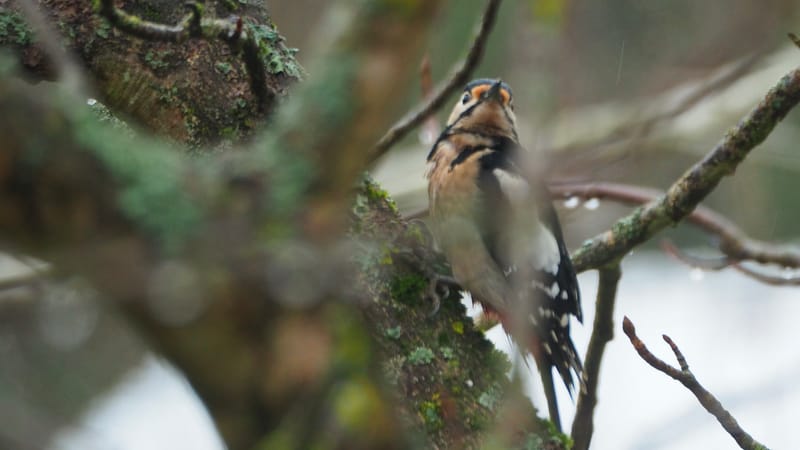 Les oiseaux de mon jardin