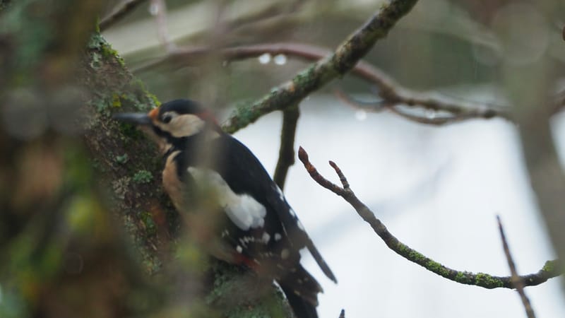 Les oiseaux de mon jardin