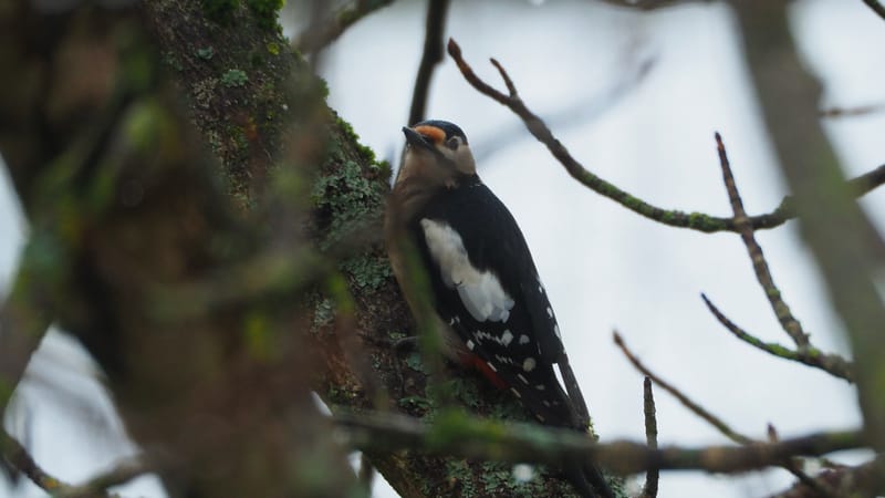 Les oiseaux de mon jardin