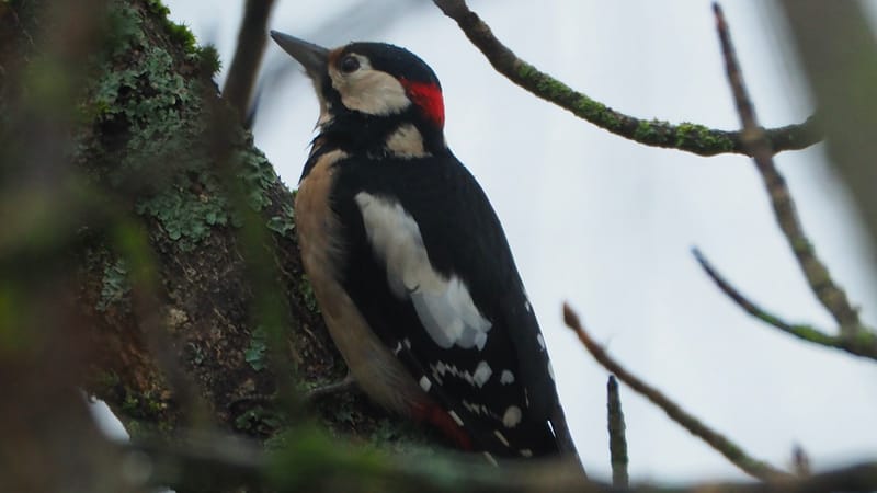 Les oiseaux de mon jardin