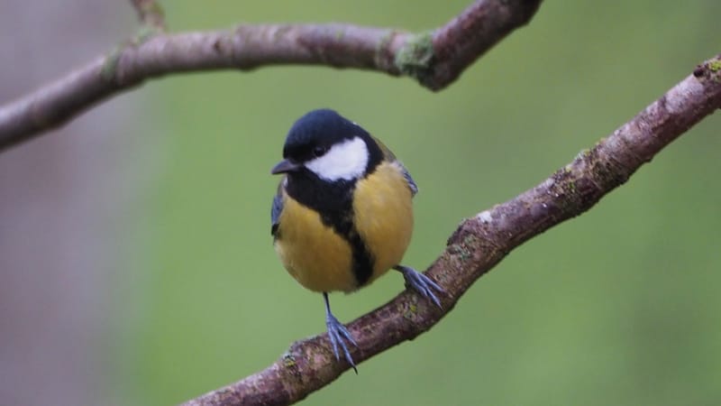 Les oiseaux de mon jardin