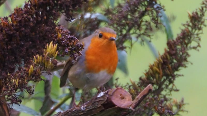 Les oiseaux de mon jardin