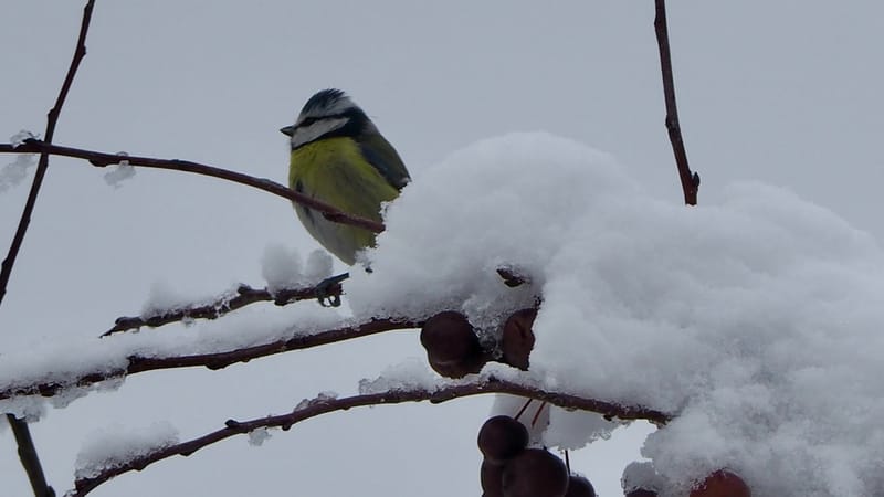 Les oiseaux de mon jardin