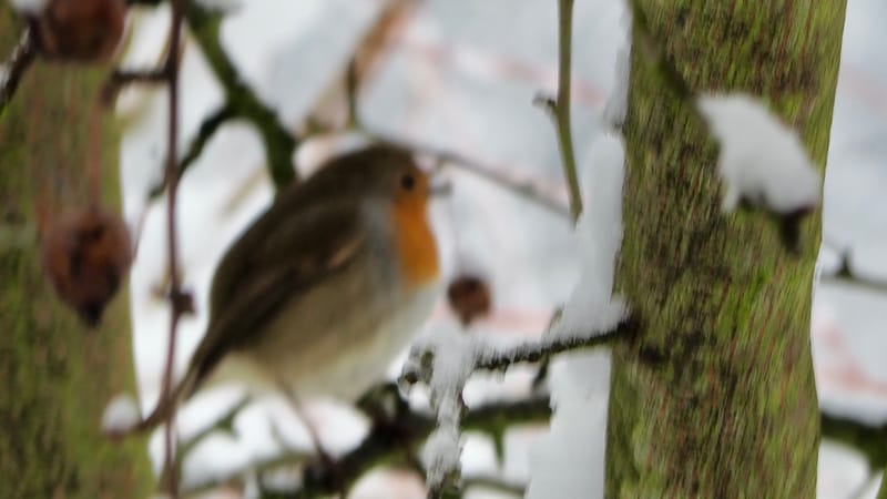 Les oiseaux de mon jardin